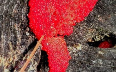 ¿Qué es la tubifera ferruginosa?