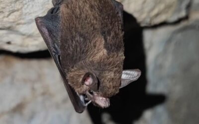 Otra Mirada a Peropteryx kappleri
