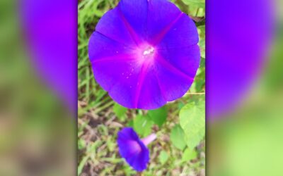 Otra Mirada a la la flor de la enredadera de la serpiente